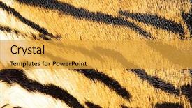  Presentation with cheetah - Audience pleasing presentation design consisting of animals tigers cheetah - imitation of tiger leather backdrop and a gold colored foreground