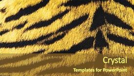  Presentation with cheetah - Presentation theme having animals tigers cheetah - imitation of tiger leather background and a tawny brown colored foreground