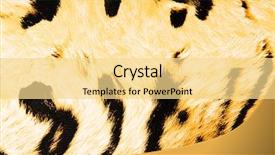  Presentation with cheetah - Beautiful PPT layouts featuring animals tigers cheetah - imitation of tiger leather backdrop and a blonde colored foreground