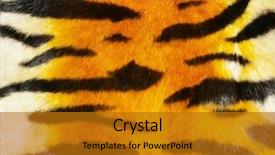  Presentation with tiger - Presentation theme enhanced with animals tigers cheetah - tiger fur texture more fur background and a gold colored foreground
