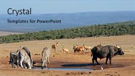  Presentation with africa - Colorful presentation theme enhanced with animals water - cape buffalo plains zebras backdrop and a light blue colored foreground