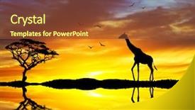  Presentation with walking - Beautiful slides featuring animals water - giraffe walking along the lake backdrop and a tawny brown colored foreground