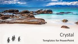  Presentation with south beach - Amazing presentation theme having animals water - wild south african penguins little backdrop and a sky blue colored foreground