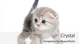  Presentation with baby animals - PPT theme enhanced with animals young ones - baby cat one month old background and a light gray colored foreground
