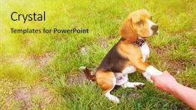  Presentation with dog park - Cool new slide deck with animals young ones - man playing with dog backdrop and a yellow colored foreground