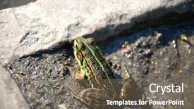  Presentation with frog - Audience pleasing theme consisting of animasl - water frog backdrop and a  colored foreground