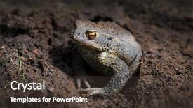  Presentation with biology - Audience pleasing slide deck consisting of animated biology - common toad or european toad backdrop and a tawny brown colored foreground