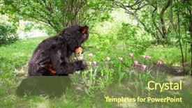  Presentation with actor - Amazing slide set having animation action - actor dressed as bear smells backdrop and a tawny brown colored foreground