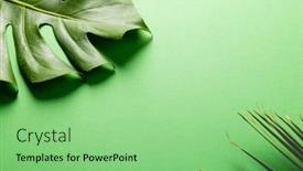  Presentation with green leaves - Presentation design enhanced with animation-of-green-lush-leaves background and a seafoam green colored foreground