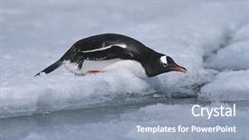  Presentation with papua - Amazing PPT layouts having animial slide - antarctica greenwich island sliding gentoo backdrop and a mint green colored foreground