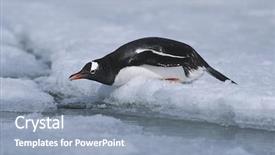  Presentation with papua - Audience pleasing presentation consisting of animial slide - antarctica greenwich island sliding gentoo backdrop and a mint green colored foreground