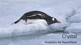  Presentation with papua - Colorful theme enhanced with animial slide - antarctica greenwich island sliding gentoo backdrop and a light blue colored foreground