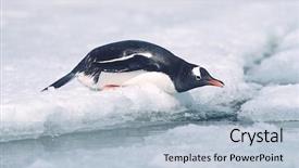 Presentation with papua - Presentation consisting of animial slide - antarctica greenwich island sliding gentoo background and a light blue colored foreground