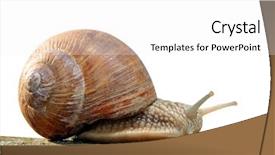  Presentation with snail - Presentation design featuring animial slide - garden snail helix aspersa isolated background and a white colored foreground