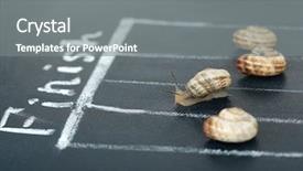  Presentation with racing diversity race ethnicity - Audience pleasing slide set consisting of animial slide - racing snails close-up backdrop and a gray colored foreground