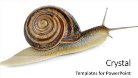  Presentation with brown sugar isolated on white - Slide deck enhanced with animial slide - snail isolated on white background and a white colored foreground