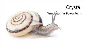  Presentation with snail - Cool new theme with animial slide - snail isolated on white backdrop and a white colored foreground
