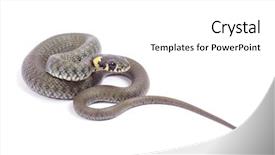  Presentation with octopus on isolated white - Beautiful PPT theme featuring animial slide - snake isolated on white background backdrop and a white colored foreground