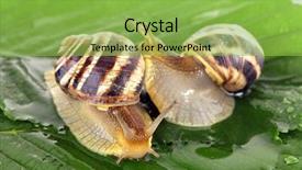  Presentation with floral border over white - Theme featuring animial slide - two snails on leaf background and a yellow colored foreground