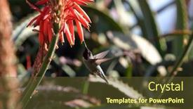  Presentation with aloe vera - Beautiful presentation design featuring anna-s-hummingbird-calypte-anna backdrop and a tawny brown colored foreground
