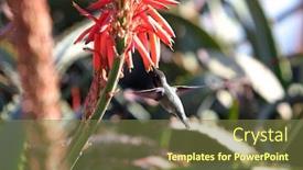  Presentation with aloe vera - PPT theme enhanced with anna-s-hummingbird-calypte-anna background and a tawny brown colored foreground