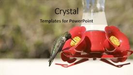  Presentation with sugar - Presentation design consisting of anna's hummingbird calypte anna background and a coral colored foreground
