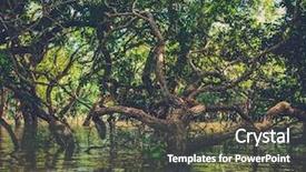  Presentation with mangrove - Colorful presentation design enhanced with annual cycle - flooded trees in mangrove rain backdrop and a dark gray colored foreground
