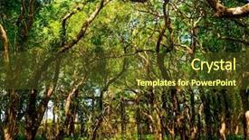  Presentation with mangrove - Colorful PPT theme enhanced with annual cycle - flooded trees in mangrove rain backdrop and a tawny brown colored foreground
