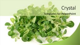  Presentation with salad - Presentation enhanced with annual dinner - corn salad isolated on white background and a soft green colored foreground