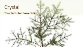  Presentation with white green - Audience pleasing slide deck consisting of annual dinner - green fir isolated on white backdrop and a cream colored foreground