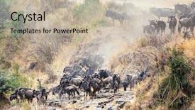  Presentation with great migration - PPT theme enhanced with annual great migration background and a soft green colored foreground