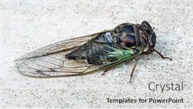  Presentation with swamp - Slide deck featuring annual-swamp-or-morning-cicada background and a light gray colored foreground