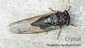  Presentation with swamp - Presentation theme with annual-swamp-or-morning-cicada background and a light gray colored foreground