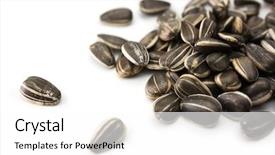  Presentation with rustic sunflower - Cool new slide set with annuus seeds isolated on white backdrop and a white colored foreground