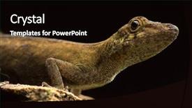  Presentation with tropical forest - Slide deck consisting of anolis a small tropical lizard background and a black colored foreground