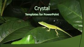  Presentation with green chemistry reaction formula - Colorful slide deck enhanced with anolis carolinensis or american chameleon backdrop and a wine colored foreground