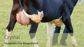  Presentation with anonymous - Slide set featuring anonymous-man-leading-obedient-cow background and a mint green colored foreground