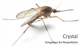  Presentation with mosquito - Presentation theme with anopheles mosquito - dangerous vehicle background and a white colored foreground