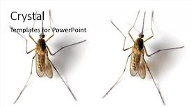  Presentation with vehicle - PPT layouts having anopheles mosquito - dangerous vehicle background and a white colored foreground