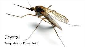  Presentation with mosquito - Audience pleasing slide deck consisting of anopheles mosquito - dangerous vehicle backdrop and a white colored foreground