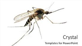  Presentation with mosquito - Presentation theme with anopheles mosquito - dangerous vehicle background and a white colored foreground