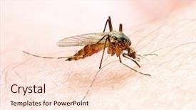  Presentation with mosquito - Theme featuring anopheles mosquito - dangerous vehicle background and a lemonade colored foreground