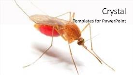  Presentation with dengue - Beautiful slides featuring anopheles mosquito with belly full backdrop and a white colored foreground