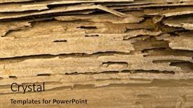  Presentation with termite - Colorful PPT layouts enhanced with termite infested wood close up backdrop and a yellow colored foreground