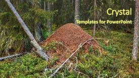  Presentation with ant - Presentation theme enhanced with ant colony - big anthill in wild forest background and a tawny brown colored foreground