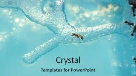  Presentation with ant - Slide deck with flower hoya - ant farm with clear gel background and a light blue colored foreground