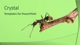  Presentation with ant - Amazing PPT theme having ant in nature backdrop and a mint green colored foreground