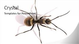  Presentation with ant - Slides consisting of ant in nature background and a white colored foreground