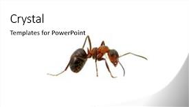  Presentation with ant - PPT layouts consisting of ant isolated on white background background and a white colored foreground