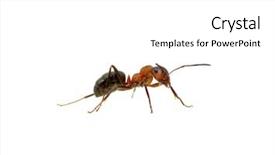  Presentation with ant - Theme with medicinal cannabis with extract oil in a bottle over white background background and a coral colored foreground